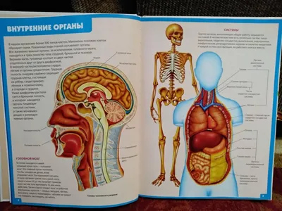 Картинка внутренних органов: возможные форматы для скачивания