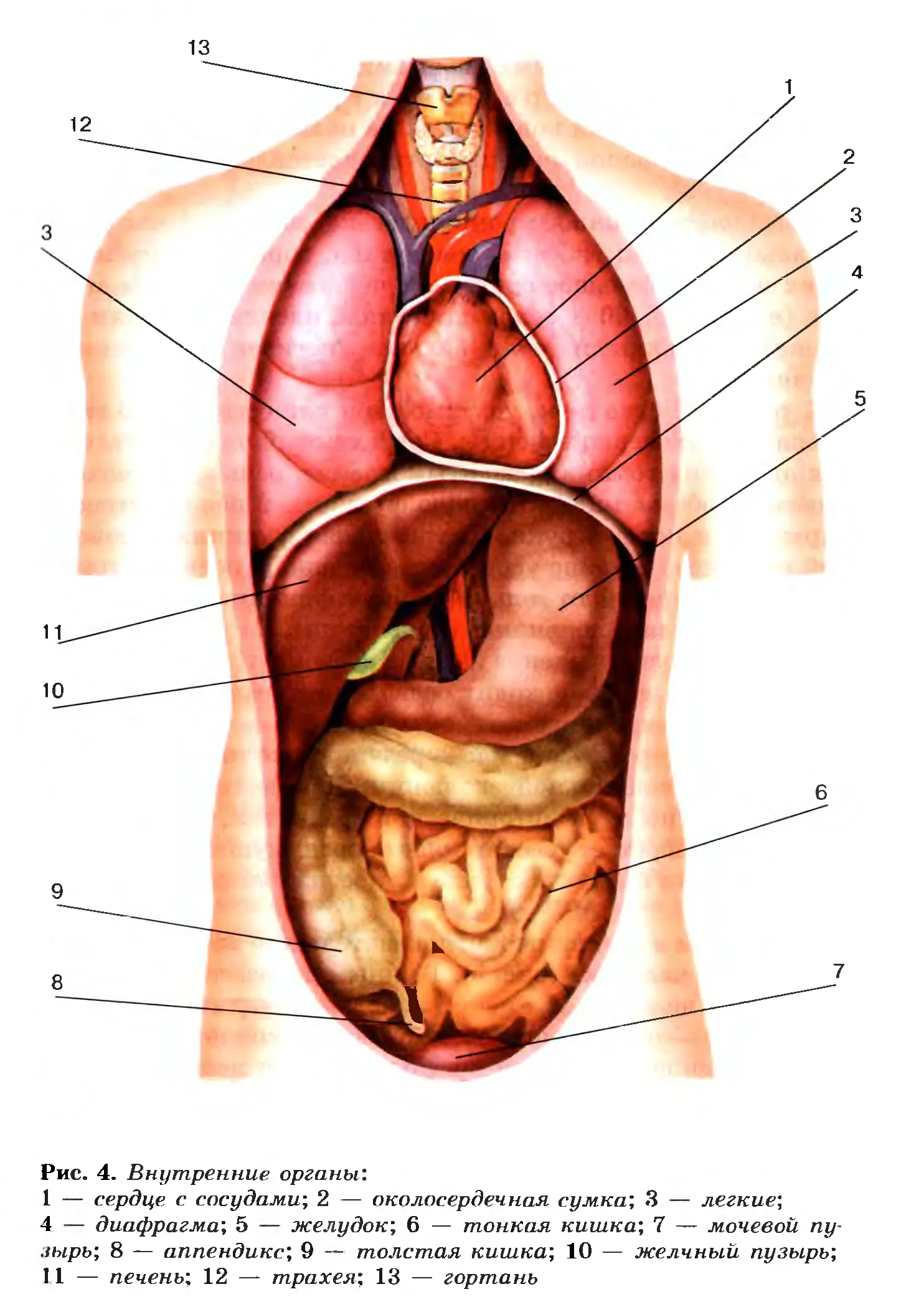 Плакат внутренних органов человеческого тела, анатомическая схема