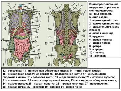 Фото человеческих органов: изображение спереди в разных форматах