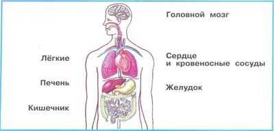 Фото внутренних органов человека: доступные форматы загрузки