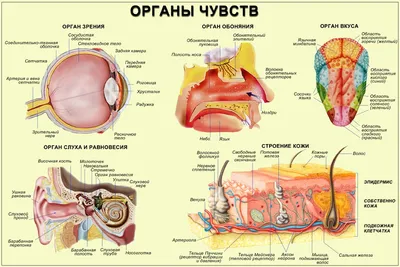 24. Внутреннее исследование: Картинки органов в различных размерах