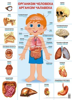 27. Органы в фокусе: Выберите формат - JPG, PNG, WebP