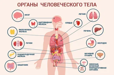 4. Загляните внутрь: Картинки органов человека в разных размерах