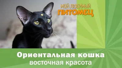 Фото ориентальной кошки, сделанное в момент смешной игры