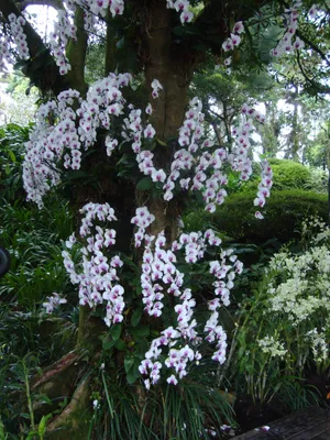 Орхидеи в природе на деревьях  фото