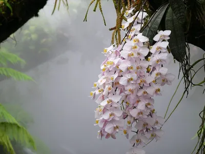 Фото орхидей на деревьях: бесплатные картинки в HD качестве