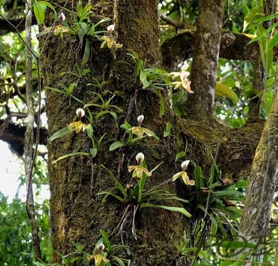 Фото орхидей в дикой природе: новые изображения в 4K разрешении