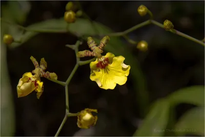 2024 год: фото орхидеи в природе на деревьях