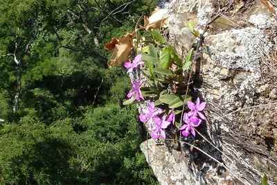 JPG фото орхидеи в природе на деревьях