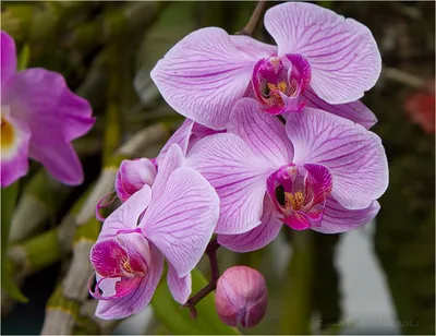 Фото орхидей в естественной среде: выберите размер и скачайте JPG, PNG, WebP