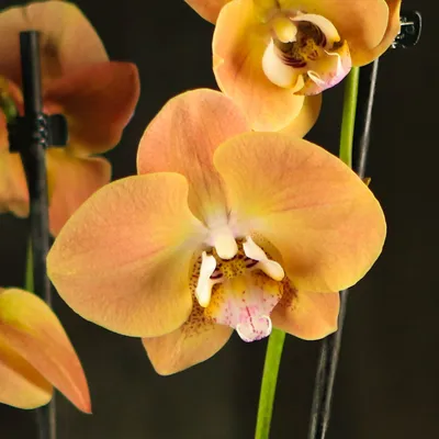 Орхидея африканский закат  фото