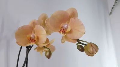 Фото Орхидеи африканского заката в формате PNG: Бесплатно скачайте прямо сейчас