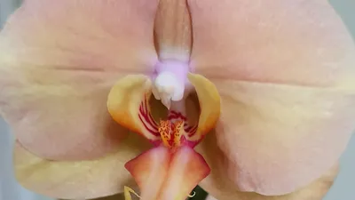 Орхидея африканский закат: Впечатляющие обои для вашего рабочего стола