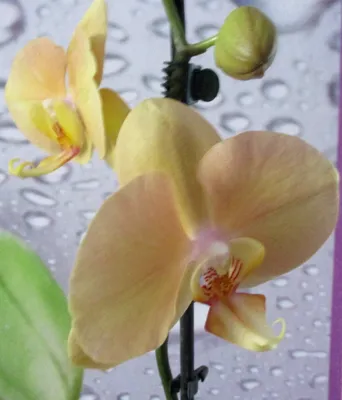 Изображение Орхидеи африканского заката: Бесплатно скачать в 4K разрешении