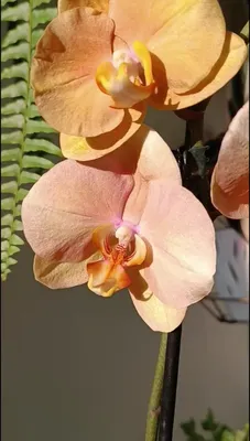 Изысканный закат и красивая орхидея на фотографии