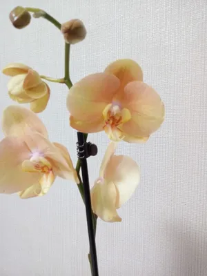 Орхидея африканский закат: Красивые фото в Full HD разрешении
