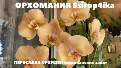 Мир красок на фотографии с орхидеей и закатом
