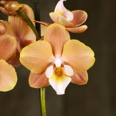 Гармония природы: уникальное фото орхидеи на закате