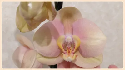 Full HD фото орхидеи в африканском закате