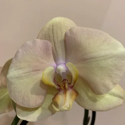 Фото заката с орхидеей в 4K разрешении