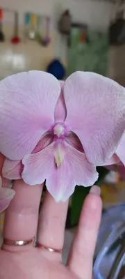 Орхидея африканский закат в хорошем качестве