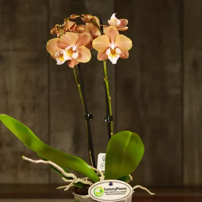 Фото с орхидеей и закатом в формате png