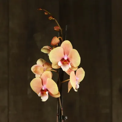 Гиф-изображение орхидеи в африканском закате