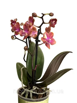 4K фото орхидеи и заката