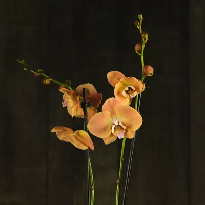 Новые фото Орхидеи африканского заката: Скачивайте бесплатно