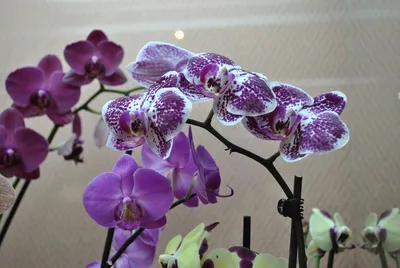 Уникальная красота: Орхидея африканский закат в пастельных оттенках