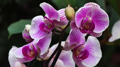 Орхидея  фото
