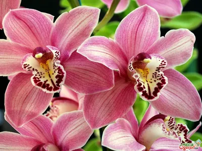 Изображения орхидей в природе: бесплатные фото для скачивания и использования.