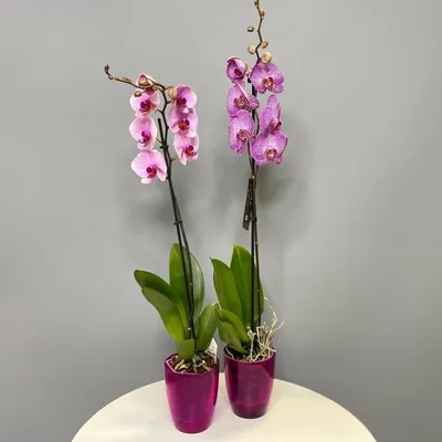Орхидеи: показаны в их лучшем свете на фото