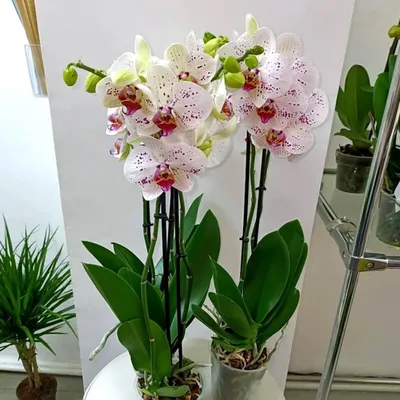 Фото орхидей: запечатлейте их уникальность