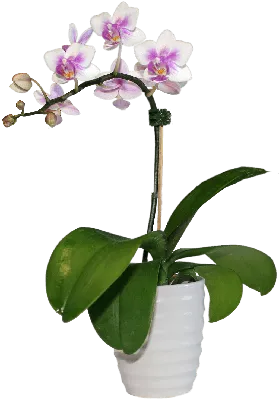 Орхидеи: красота в ее чистом проявлении на фото