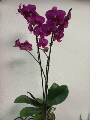 Роскошные орхидеи на изображениях
