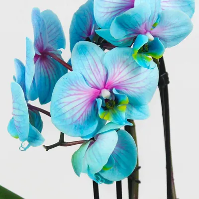 Орхидеи в жизни и на белом фоне