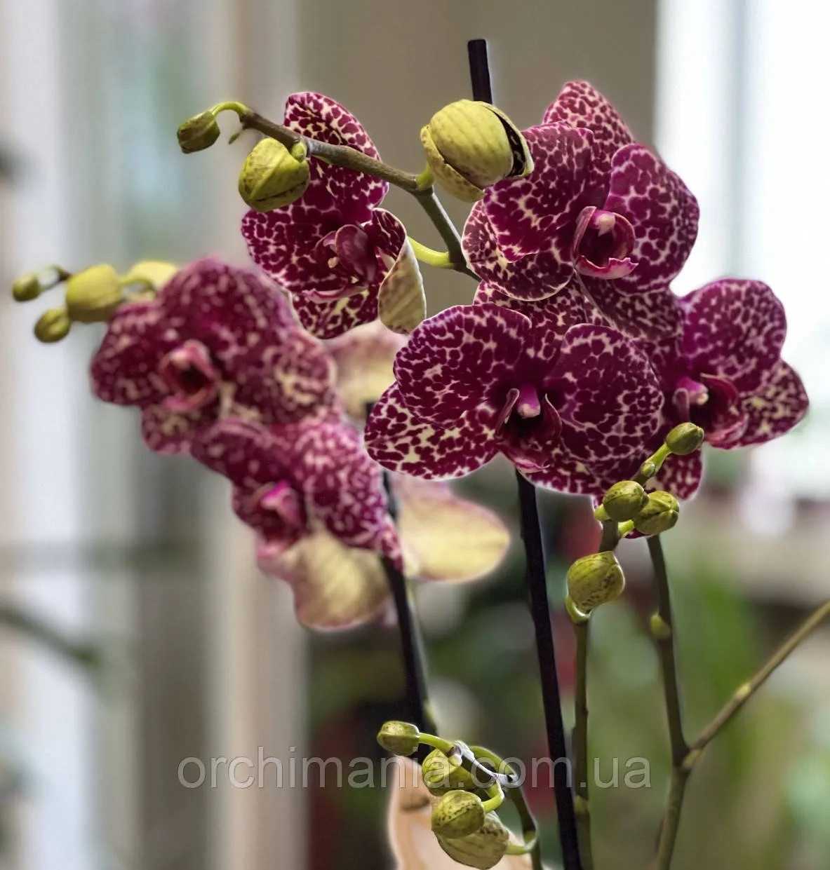 Купить красные орхидеи с доставкой по Украине.