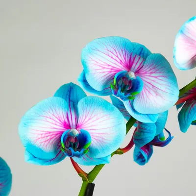 Фото орхидей для использования в дизайне: скачайте бесплатно