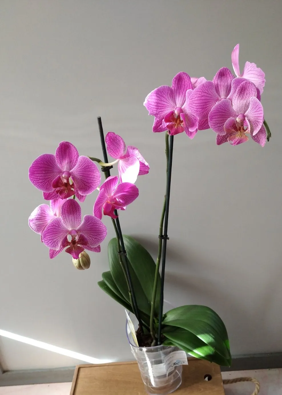 Букет «Орхидеи» в Удачном