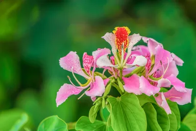 Фото орхидейного дерева дома: Бесплатно скачать в формате JPG 