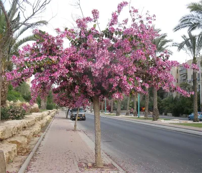 Бесплатно скачать фото орхидейного дерева дома в формате PNG 