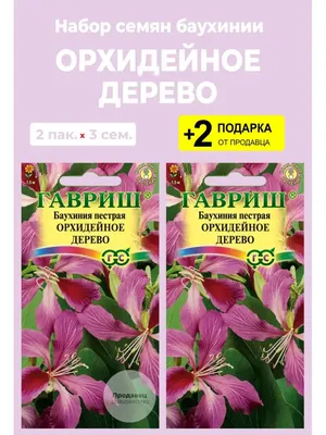 Орхидейное дерево дома: великолепие природы в вашем жилище