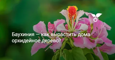 Фото орхидейного дерева дома: красота, которая оставляет без слов