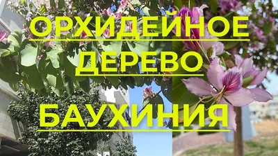 Фотография орхидейного дерева дома: причудливость природы