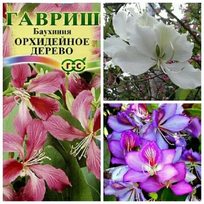 Скачать фото орхидейного дерева дома бесплатно