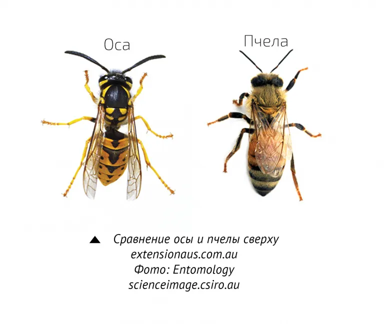 Как отличить пчелу от осы