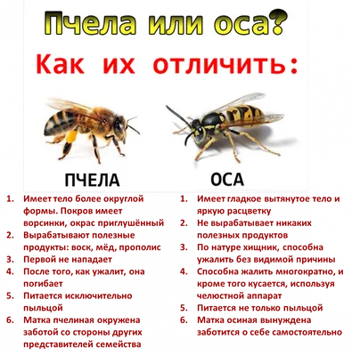 Узнайте разницу между пчелой и осой на фото