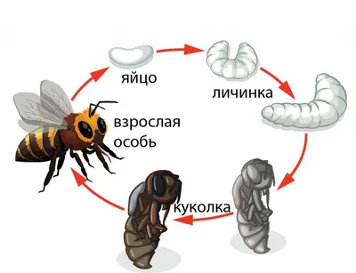 Фото пчелы на заднем фоне природы