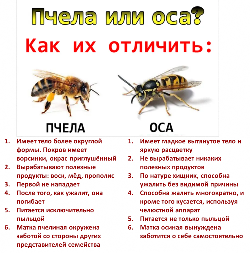 Пчела и Оса. Отличие пчелы от осы. Оса и пчела различия. Оса от пчелы.